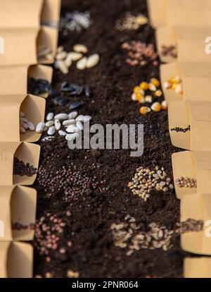 Sow different seeds in the garden. Selective focus. Nature. Stock Photo