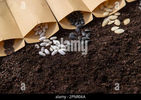 Sow different seeds in the garden. Selective focus. Nature. Stock Photo