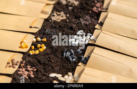 Sow different seeds in the garden. Selective focus. Nature. Stock Photo