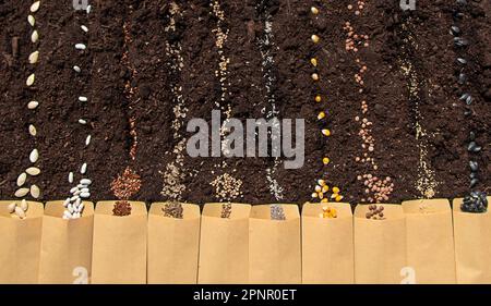 Sow different seeds in the garden. Selective focus. Nature. Stock Photo
