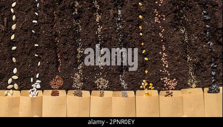 Sow different seeds in the garden. Selective focus. Nature. Stock Photo