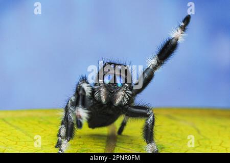 Close-up of a jumping Spider (Phidippus regius) on a leaf, Indonesia Stock Photo