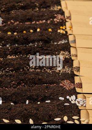 Sow different seeds in the garden. Selective focus. Nature. Stock Photo