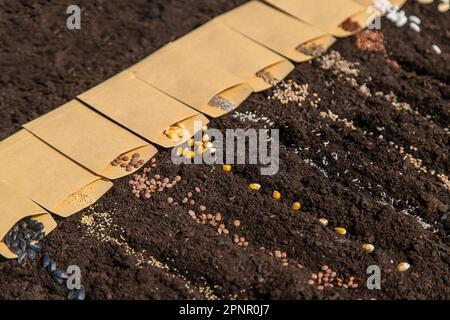 Sow different seeds in the garden. Selective focus. Nature. Stock Photo