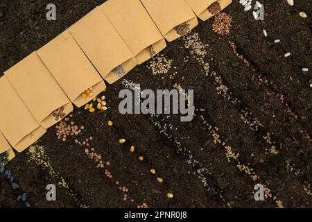 Sow different seeds in the garden. Selective focus. Nature. Stock Photo
