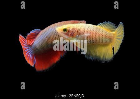 Close-up of a red and a yellow betta fish swimming against a black background, Indonesia Stock Photo