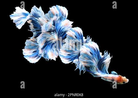 Close-up of a betta fish with an oversized blue tail against a black background, Indonesia Stock Photo