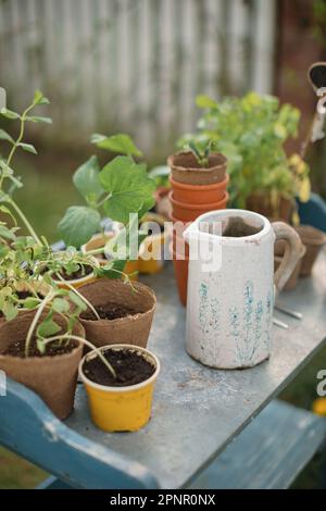 Close-up of flower pots, seedlings and a gardening fork on a garden table Stock Photo