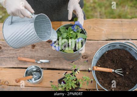 Overhead close-up view of a woman repotting pansies in a metal bucket Stock Photo