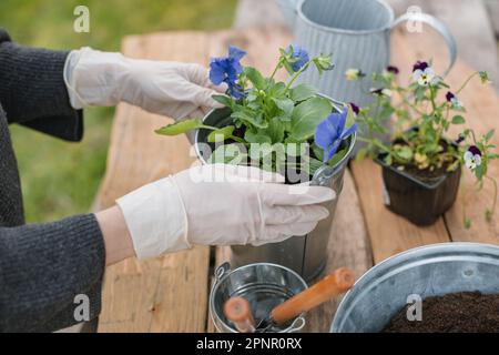 Close-up of a woman repotting pansies in a metal bucket Stock Photo