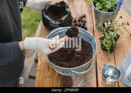 Overhead close-up view of a woman repotting pansies in a metal bucket Stock Photo