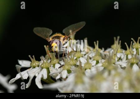 Close-Up, Detail of a Bright Coloured Hover fly (Syrphus ribesii) Feeding on an Ox-eye daisy (Leucanthemum vulgare)  in Summer Stock Photo
