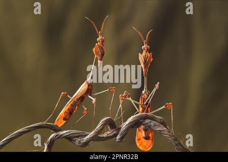 Close-up of Two wandering violin mantis on a twig, Indonesia Stock Photo