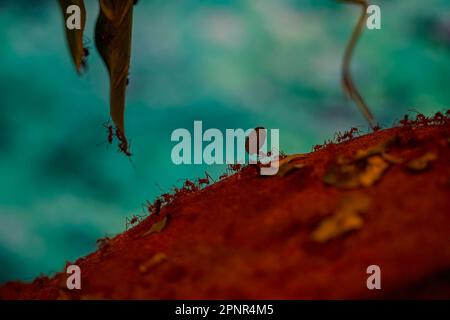 Adult Atta Leaf-cutter Ant of the Genus Atta macro Stock Photo