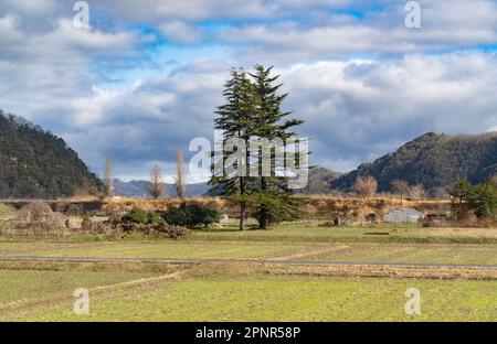 Farm fields and tall pine trees seen from a JR West Kinosaki express train on the Sanin Main Line in Hyogo Prefecture, Japan. Stock Photo