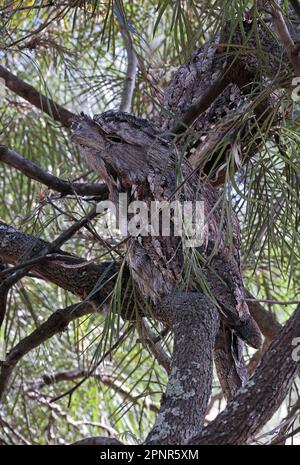 Tawny Frogmouth (Podargus strigoides strigoides) adult at daytime roost  south-east Queensland, Australia.       March Stock Photo