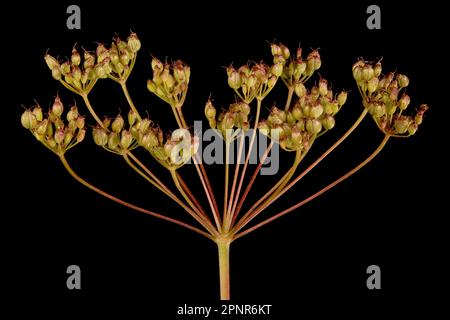 Burnet-Saxifrage (Pimpinella saxifraga). Fruiting Umbel Closeup Stock Photo
