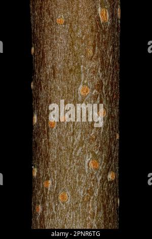 Thicket Shadbush (Amelanchier x spicata). Wintering Twig Closeup Stock Photo