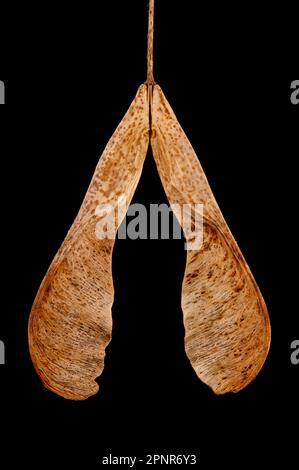 Ash-Leaf Maple (Acer negundo). Fruit Closeup Stock Photo