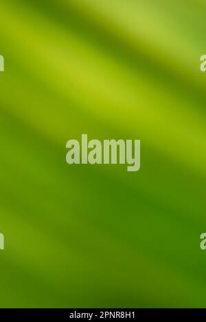 Pistachio color blur bokeh. Abstract green blurred gradient background with light. Stock Photo