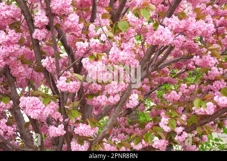 Ornamental Japanese cherry blossom, prunus serrulata, on Toth Arpad Promenade, Toth Arpad Setany, Castle District, Budapest, Hungary Stock Photo