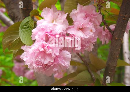 Ornamental Japanese cherry blossom, prunus serrulata, on Toth Arpad Promenade, Toth Arpad Setany, Castle District, Budapest, Hungary Stock Photo