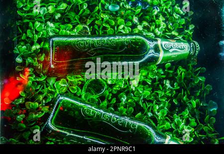 11-17-2013  Moscow Russia. Danish (Carlsberg) beer in cafe fridge  and green lighting Stock Photo