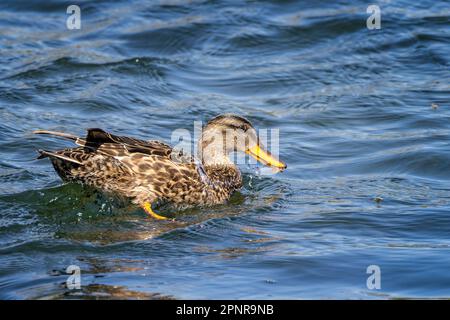 Close up side view of a female Gadwall duck stirring up water on lake surface Stock Photo