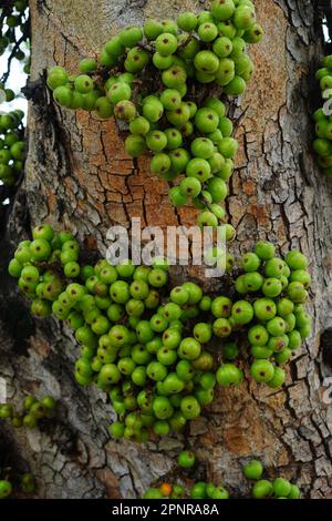 Cluster of Ficus racemosa or fig or Indian fig fruit on tree in Jakarta, Indonesia. Street Photography. Floral Photography. Stock Photo
