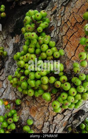 Cluster of Ficus racemosa or fig or Indian fig fruit on tree in Jakarta, Indonesia. Street Photography. Floral Photography. Stock Photo