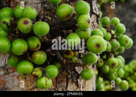 Cluster of Ficus racemosa or fig or Indian fig fruit on tree in Jakarta, Indonesia. Street Photography. Floral Photography. Stock Photo