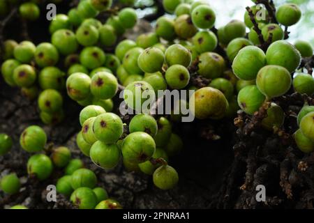 Cluster of Ficus racemosa or fig or Indian fig fruit on tree in Jakarta, Indonesia. Street Photography. Floral Photography. Stock Photo