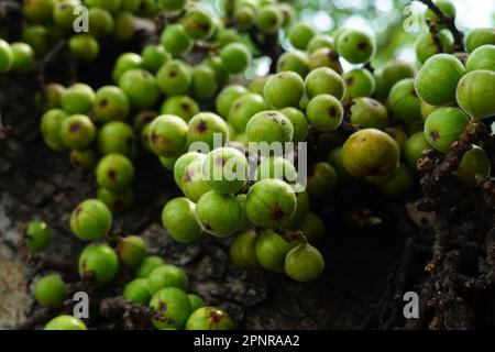 Cluster of Ficus racemosa or fig or Indian fig fruit on tree in Jakarta, Indonesia. Street Photography. Floral Photography. Stock Photo