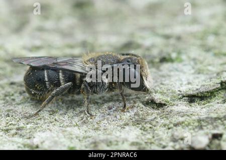 Closeup on a male Large- headed armoured resin bee, Heriades truncorum, sitting on wood Stock Photo