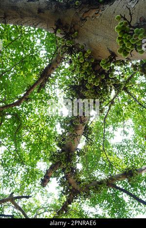 Cluster of Ficus racemosa or fig or Indian fig fruit on tree in Jakarta, Indonesia. Street Photography. Floral Photography. Stock Photo