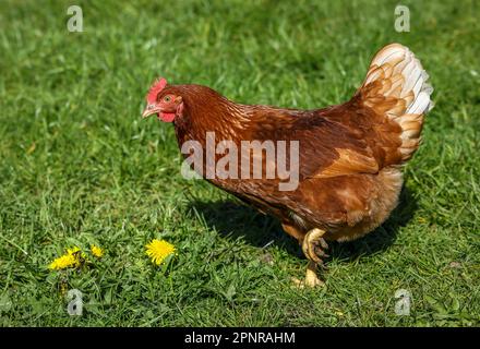 Wesel, North Rhine-Westphalia, Germany - Free-range organic chickens on a meadow in front of a chicken mobile. Free-range chickens live outdoors all y Stock Photo