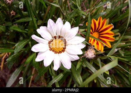 Group of two Indian flowers, orange and white. White and yellow Indian flower, unfocussed base. Macro photography, detail of the parts of the flower. Stock Photo