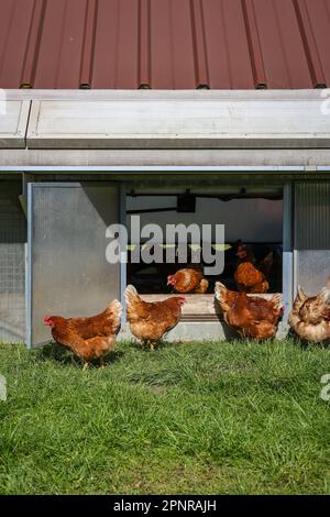 Wesel, North Rhine-Westphalia, Germany - Free-range organic chickens on a meadow in front of a chicken mobile. Free-range chickens live outdoors all y Stock Photo