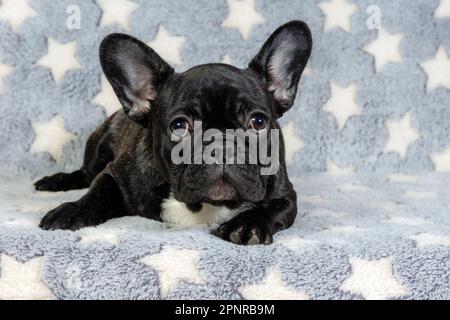 A French bulldog puppy is lying on the sofa and looking intently at the camera. Stock Photo