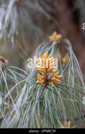 Blooming pine tree branch in sun light. Green Pine branches with yellow pollen cones Stock Photo