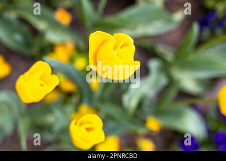 Yellow tulips blooming in spring, floral background bokeh, pastel and soft floral greeting card, selective focus Stock Photo