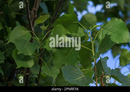 Green leaves close up nature abstract Stock Photo