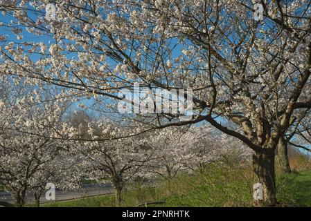 Cherry blossoms on trees closer at hand on higher ground and trees below them fill the canvas on a clear spring morning Stock Photo