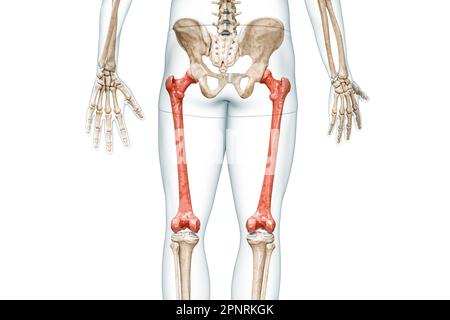 Femur bones rear view in red color with body 3D rendering illustration isolated on white with copy space. Human skeleton and leg anatomy, medical diag Stock Photo