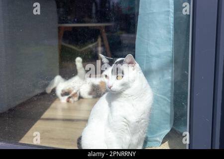 Spring, The pets want to go outside, The cat looks longingly through the dirty window, close up Stock Photo