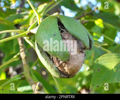 On a branch of a tree mature walnut with a cracked green shell Stock Photo
