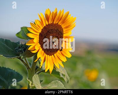 Sunflower, Helianthus annuus, in a closeup Stock Photo