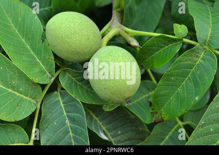 On a tree branch with a green shell, a ripening walnut Stock Photo