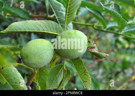 On a tree branch with a green shell, a ripening walnut Stock Photo