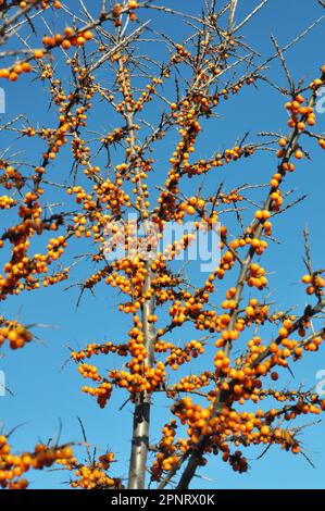 Branch of sea buckthorn (hippophae rhamnoides) with ripe orange berries Stock Photo